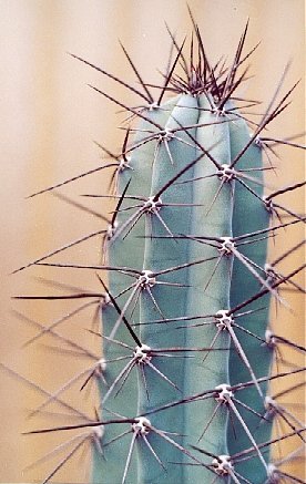 Cereus_forbesii_2